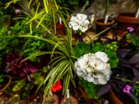 Isle of Skye, Dunvegan Castle & Gardens
